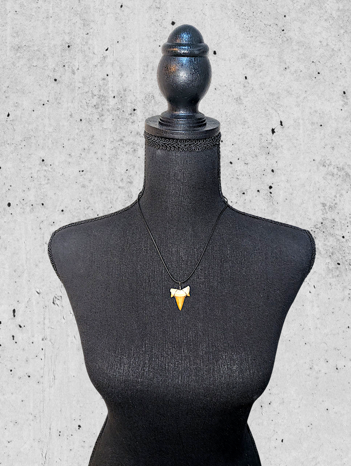 Authentic Fossilized Moroccan Shark Tooth
