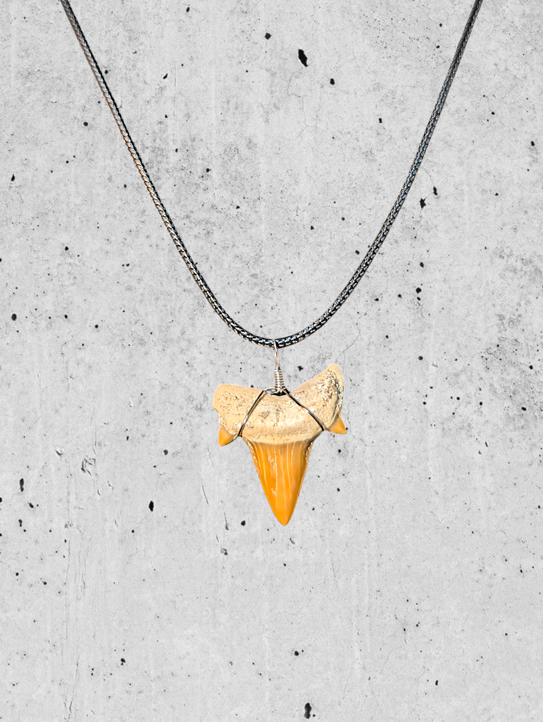 Authentic Fossilized Moroccan Shark Tooth
