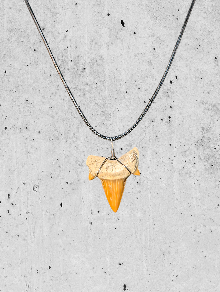 Authentic Fossilized Moroccan Shark Tooth
