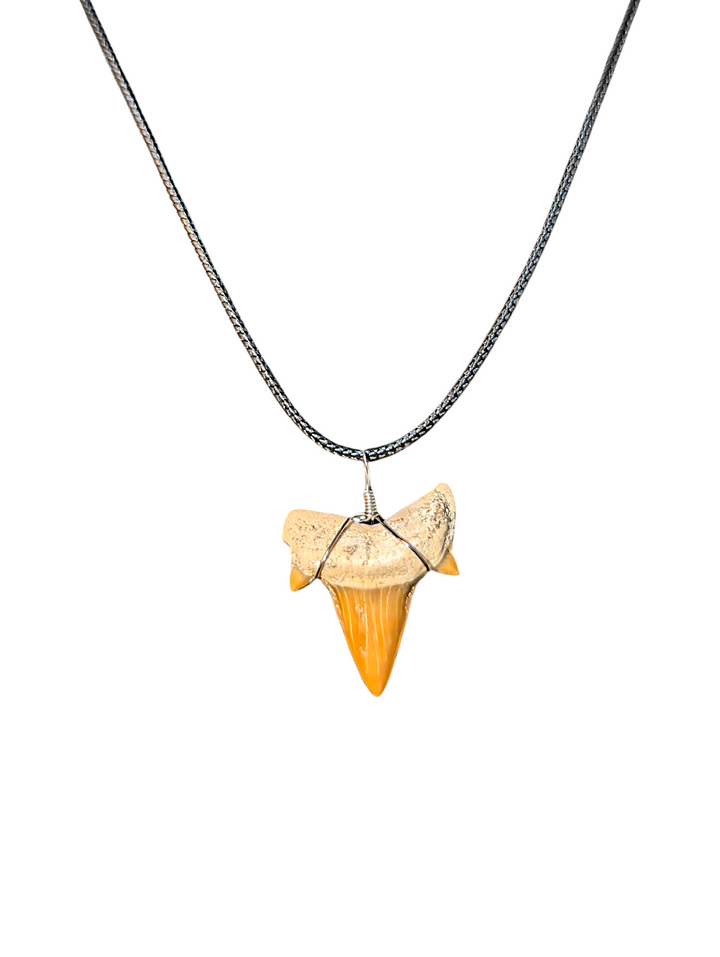 Authentic Fossilized Moroccan Shark Tooth