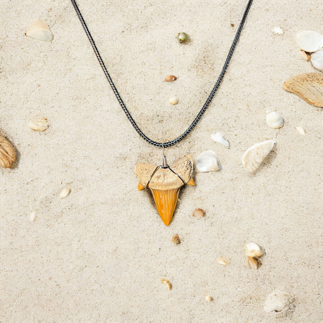 Authentic Fossilized Moroccan Shark Tooth