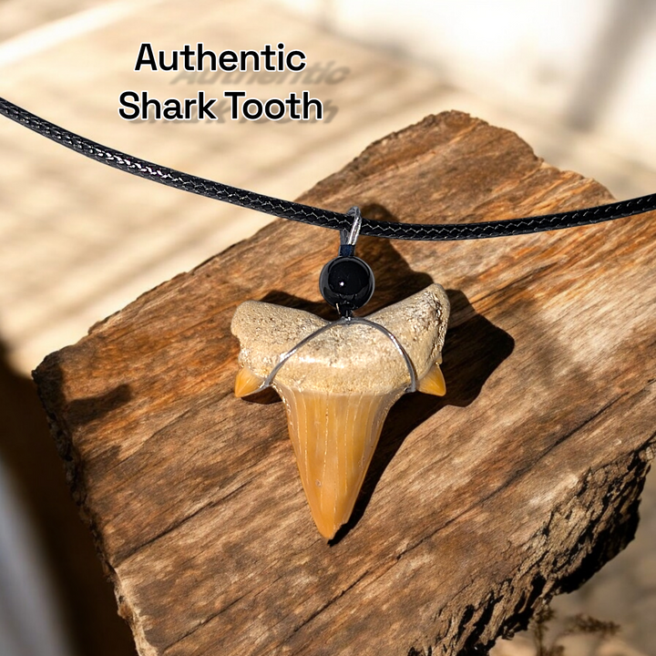 Authentic Fossilized Moroccan Shark Tooth Necklace #2